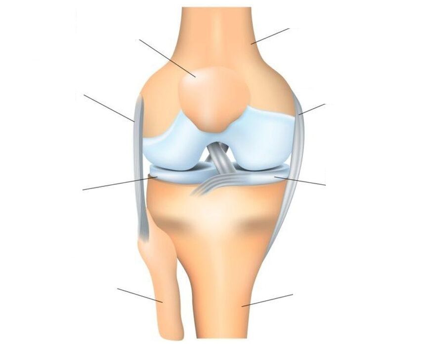 štruktúra kolenného kĺbu